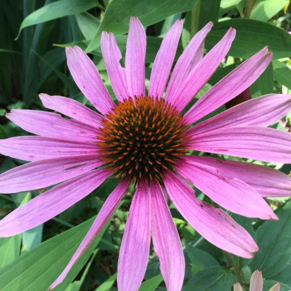 Meet your Posher, Doreen - Picture 1 of 1